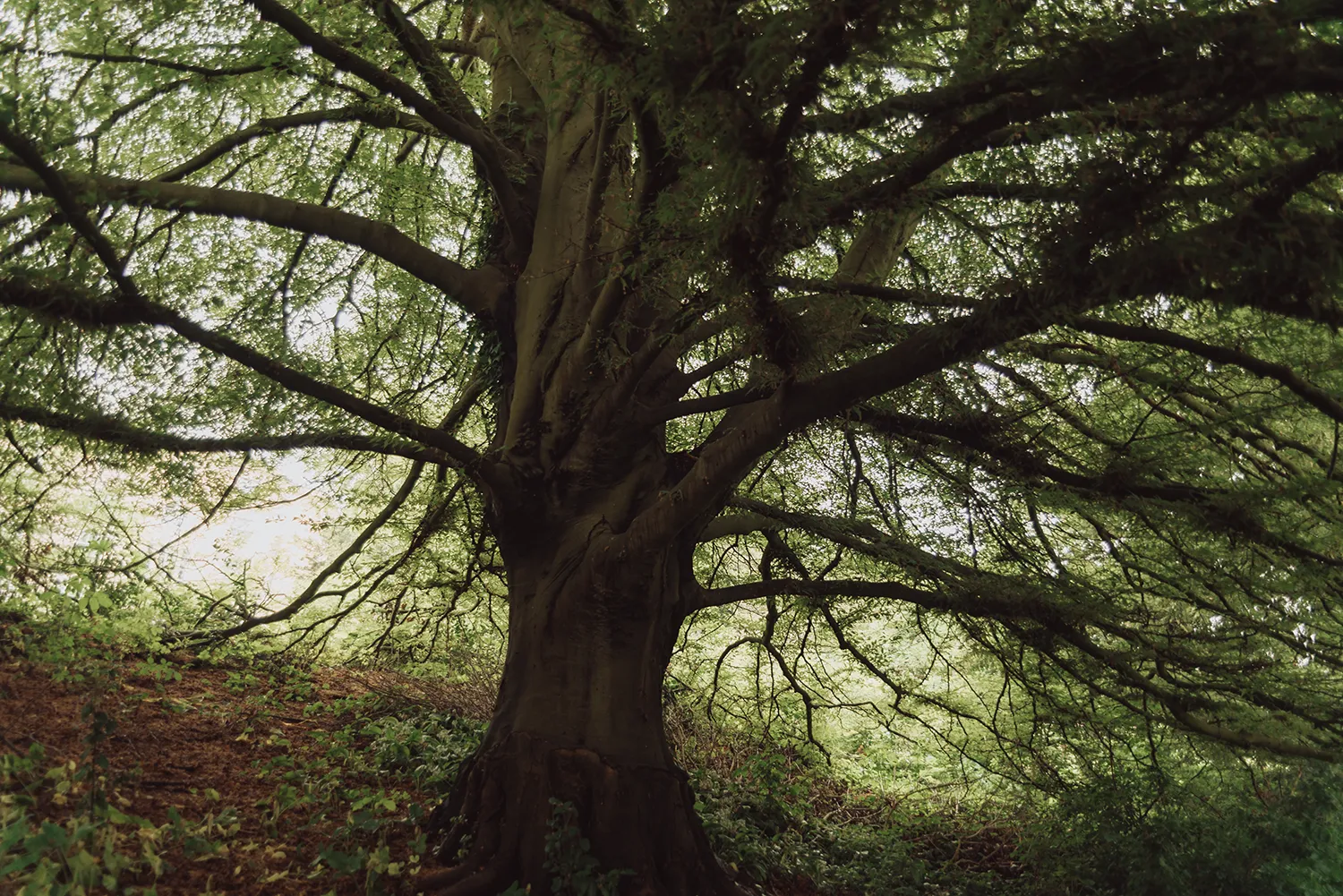 Large tree in the gardens of Macdonald Bath Spa Hotel in Bath, England.
